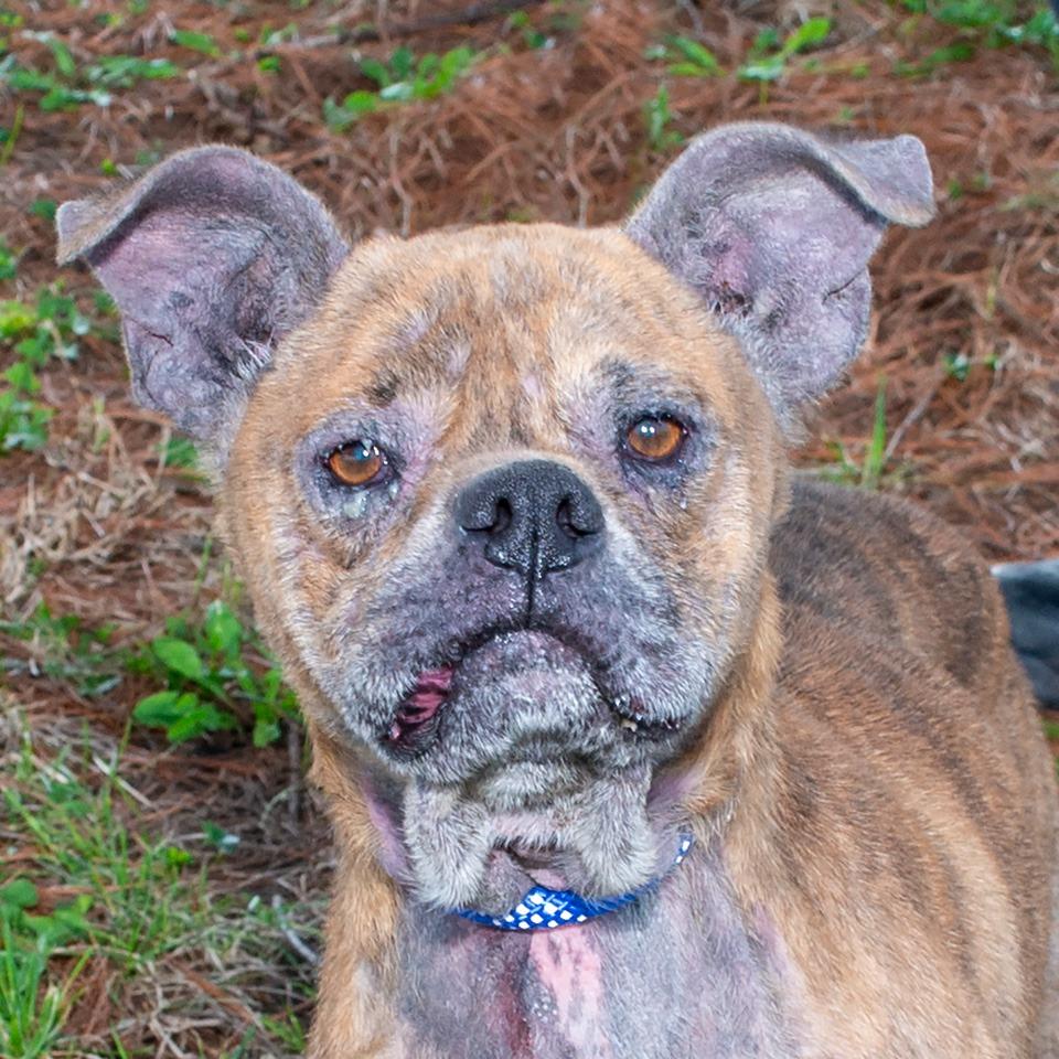 Enlarge Chupey, a Adoptable Pit Bull Terrier in Troy, OH image 2/3
