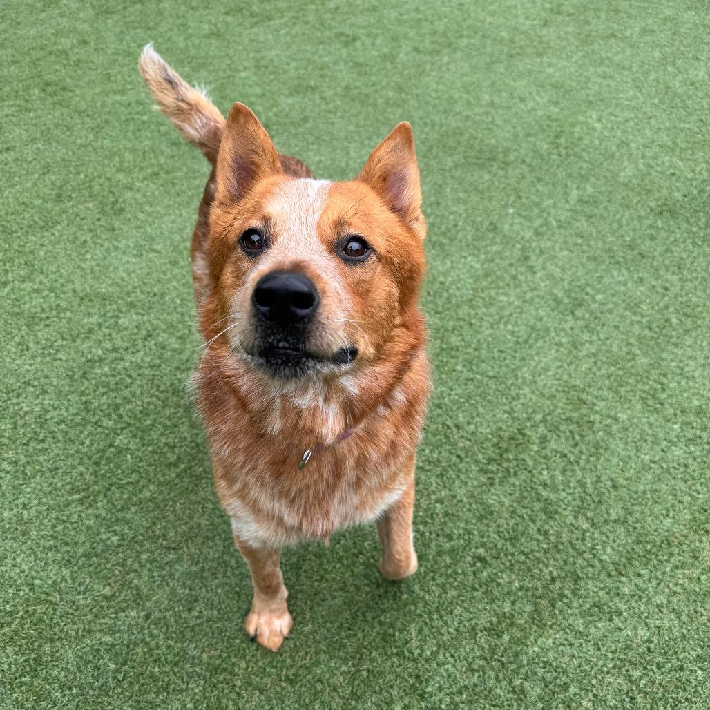 Enlarge Tug Boat, a Adoptable Cattle Dog in Parkersburg, WV image 1/6