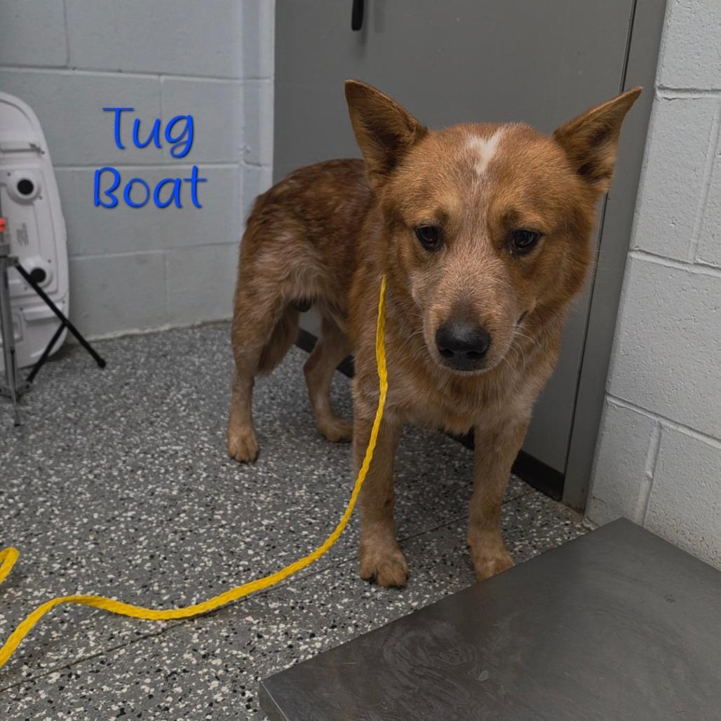 Enlarge Tug Boat, a Adoptable Cattle Dog in Parkersburg, WV image 2/6