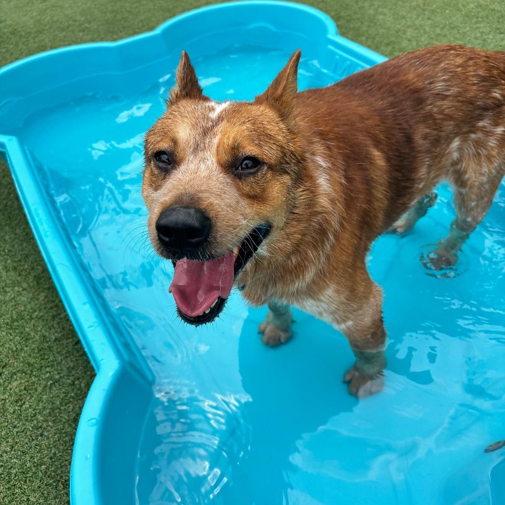 Enlarge Tug Boat, a Adoptable Cattle Dog in Parkersburg, WV image 3/6