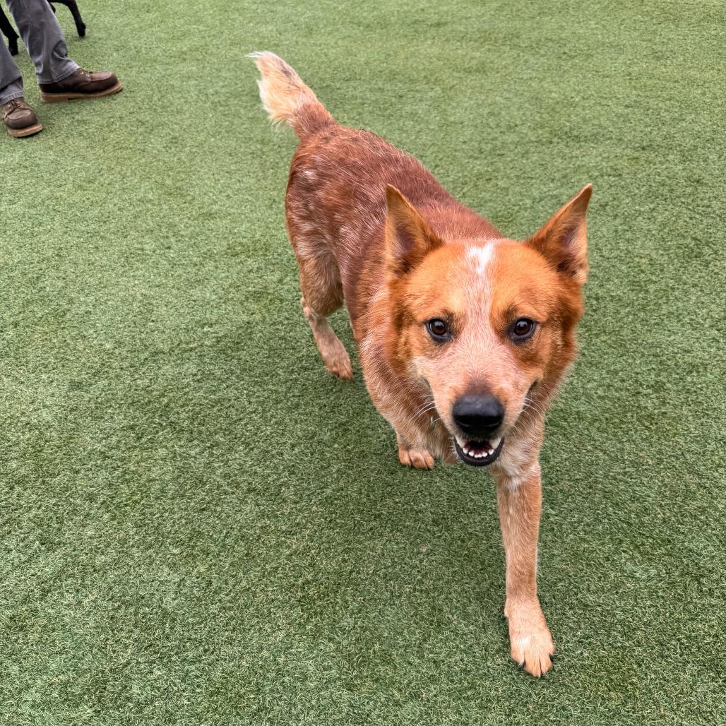 Enlarge Tug Boat, a Adoptable Cattle Dog in Parkersburg, WV image 4/6