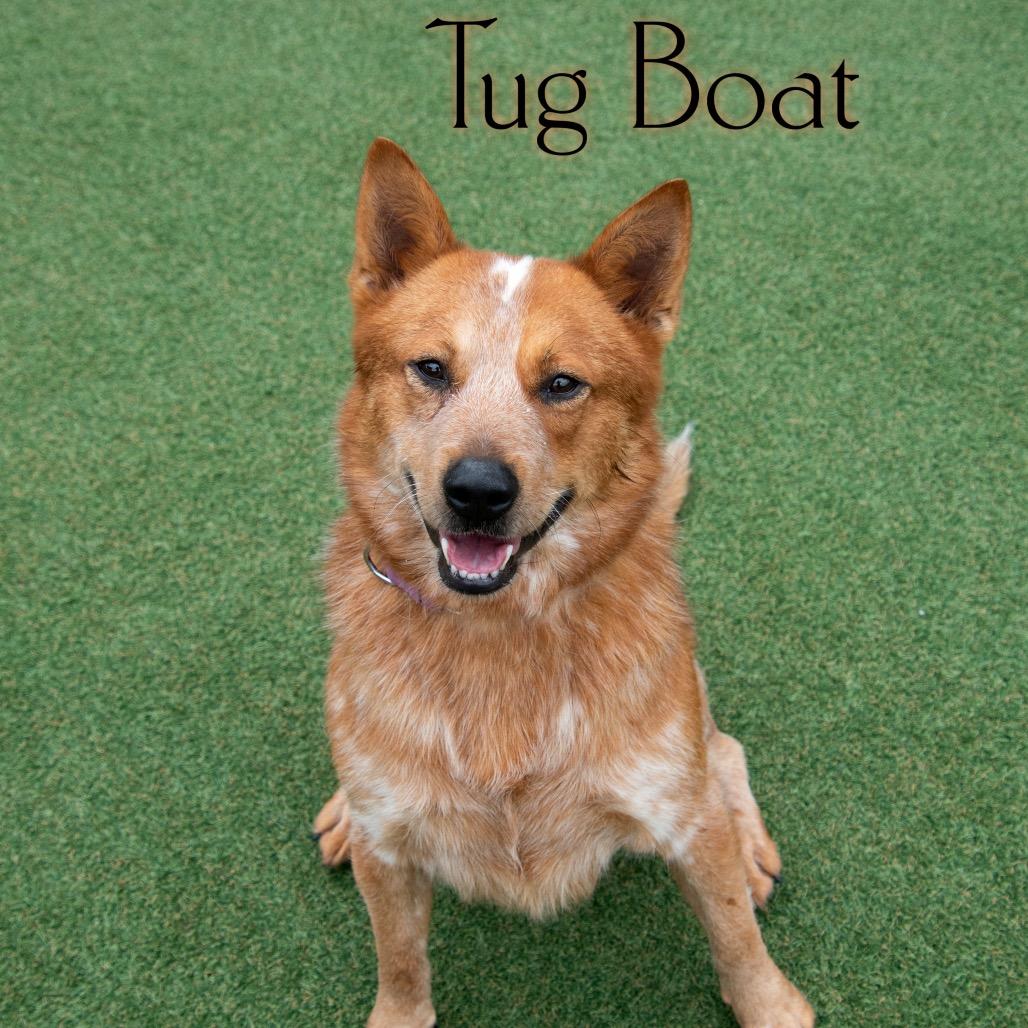 Enlarge Tug Boat, a Adoptable Cattle Dog in Parkersburg, WV image 5/6