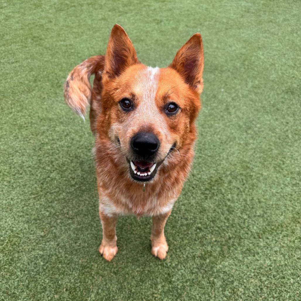 Enlarge Tug Boat, a Adoptable Cattle Dog in Parkersburg, WV image 6/6