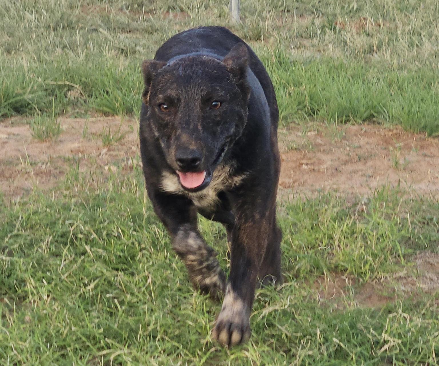 Fox, a ADOPTABLE mixed breed in Coahoma, TX image 3/5