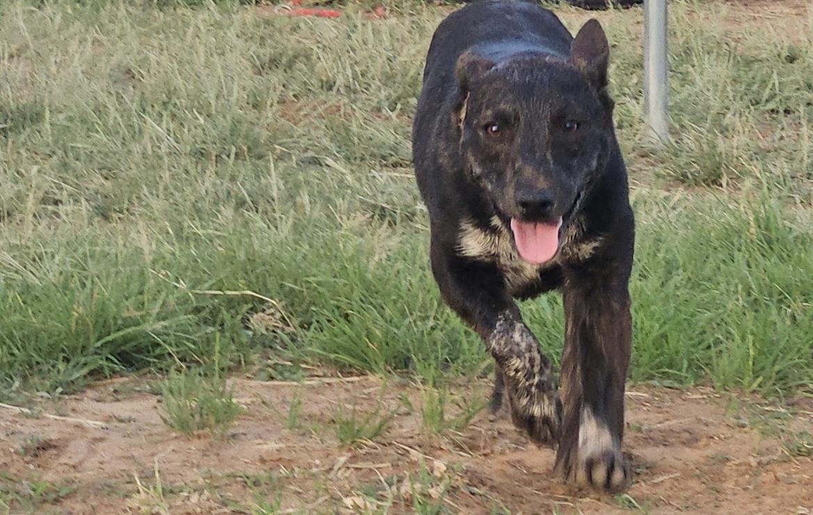 Fox, a ADOPTABLE mixed breed in Coahoma, TX image 4/5