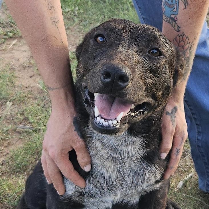 Fox, ADOPTABLE, Young Female Australian Cattle Dog / Blue Heeler & Labrador Retriever.