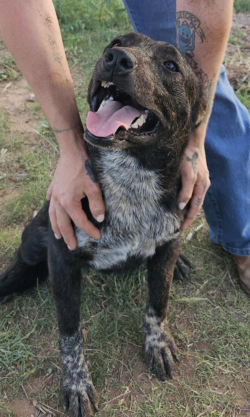 Fox, a ADOPTABLE mixed breed in Coahoma, TX image 2/5