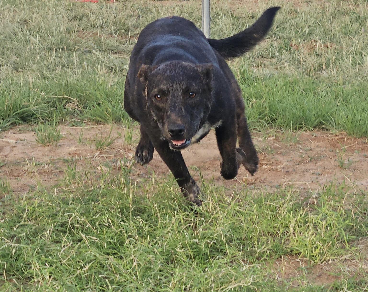 Fox, a ADOPTABLE mixed breed in Coahoma, TX image 5/5