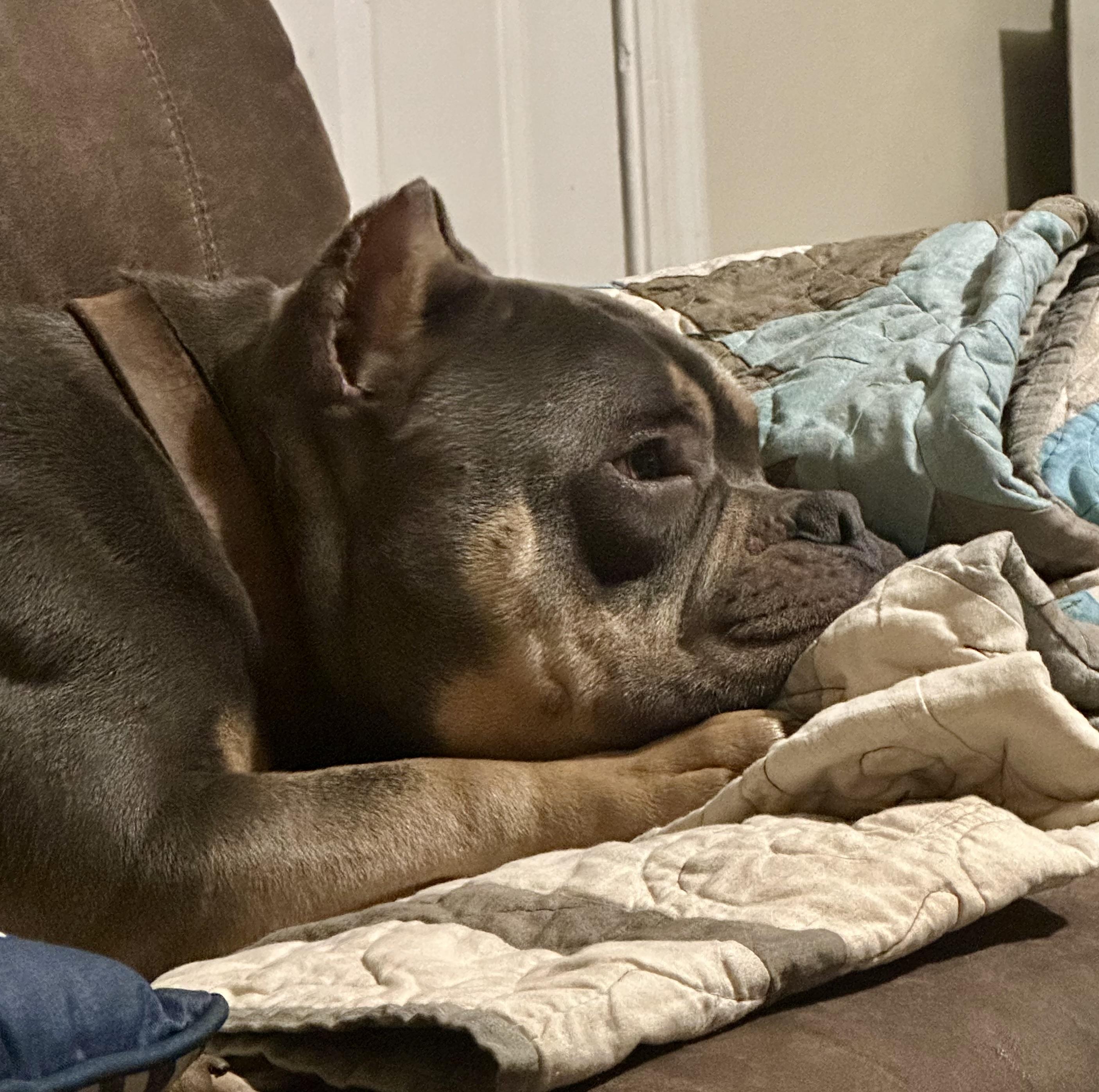 Patrick, adopted, Adult Male American Bully.