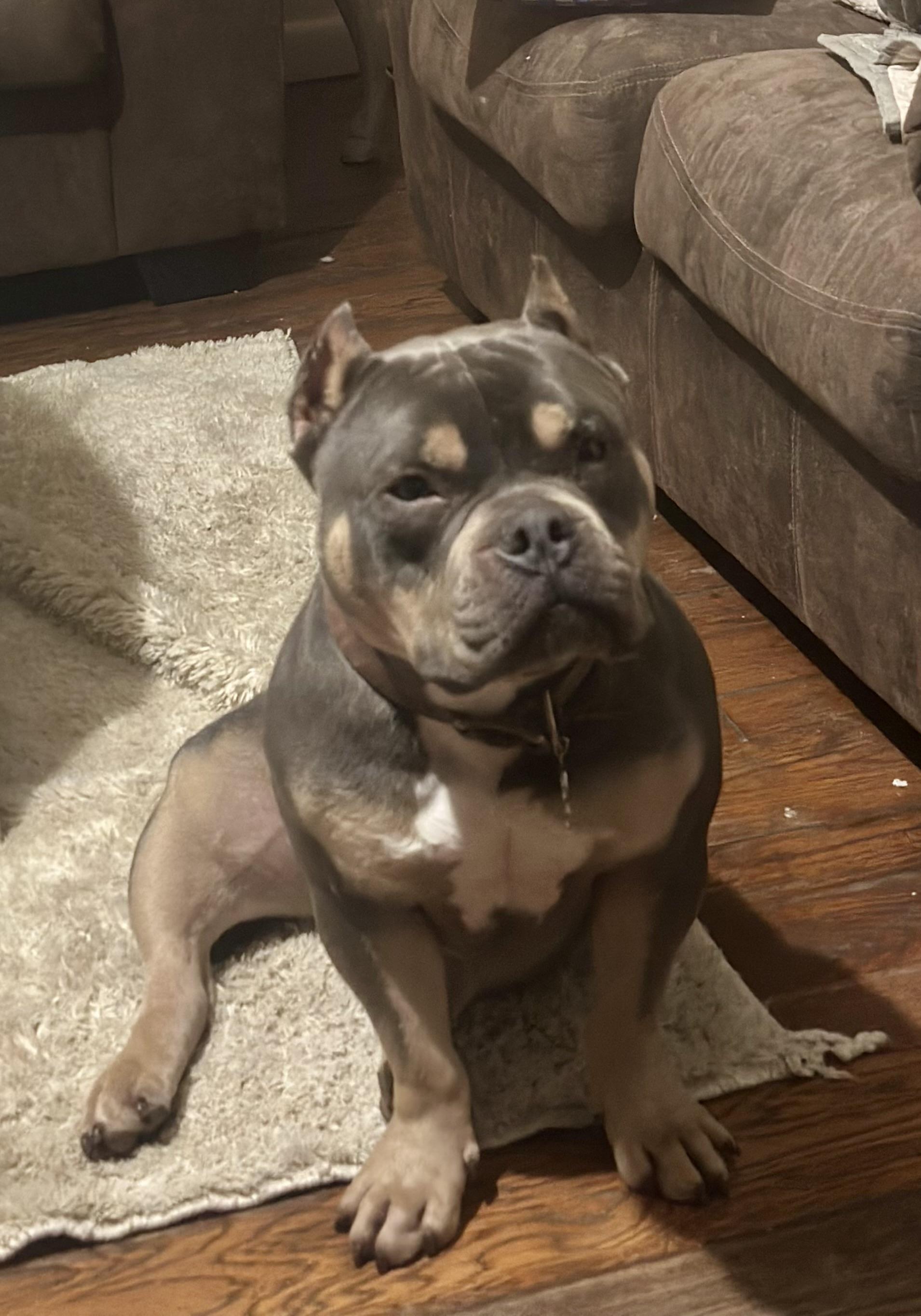 Patrick, an adopted American Bully in Shelbyville, TN image 3/4