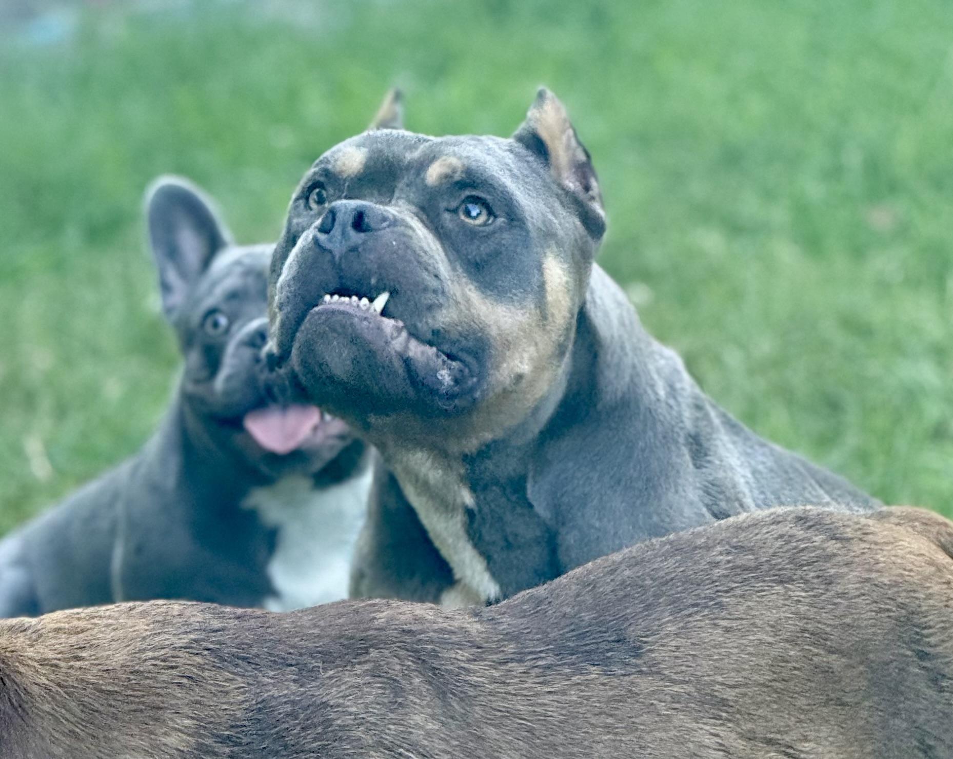 Patrick, an adopted American Bully in Shelbyville, TN image 4/4