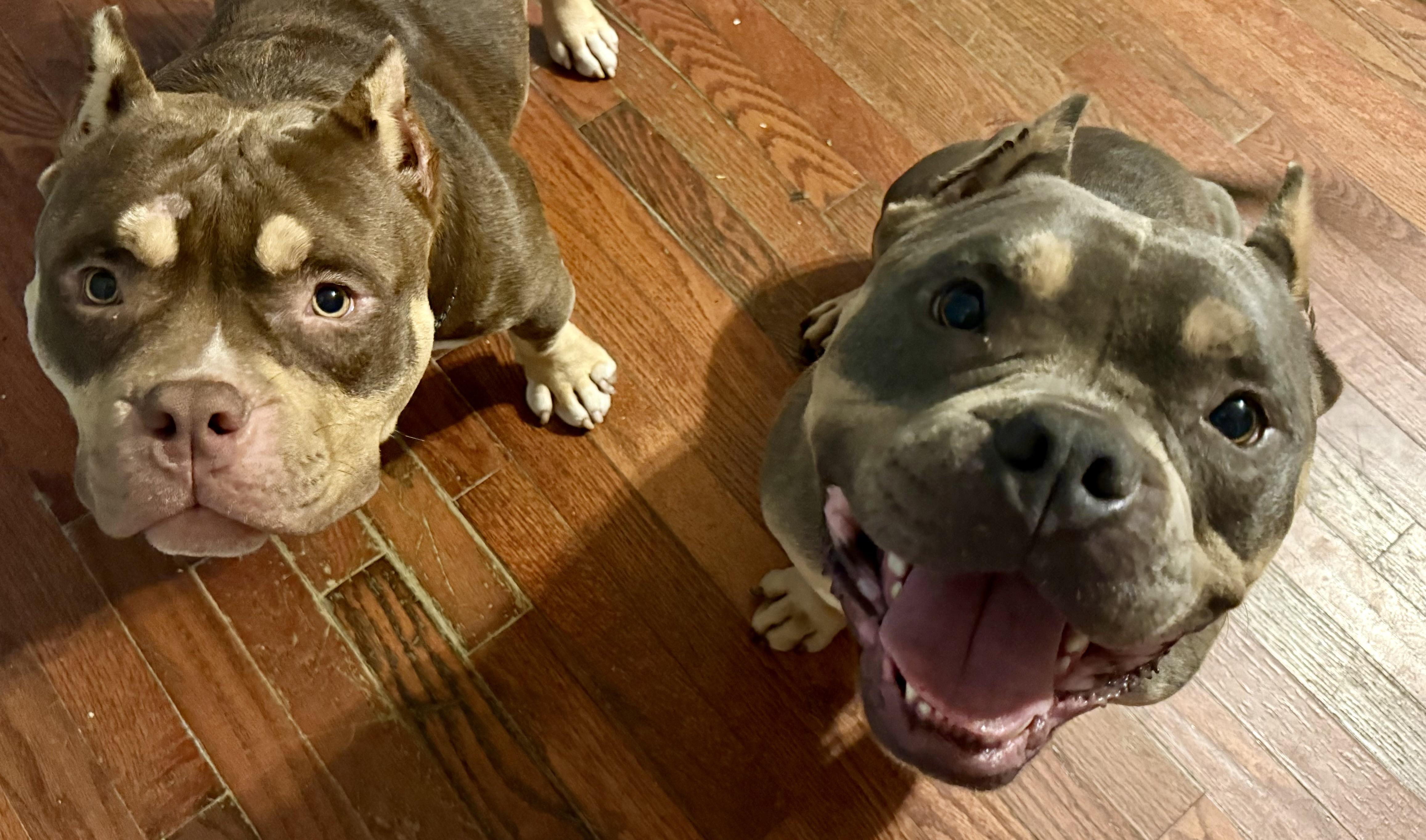 Patrick, an adopted American Bully in Shelbyville, TN image 2/4