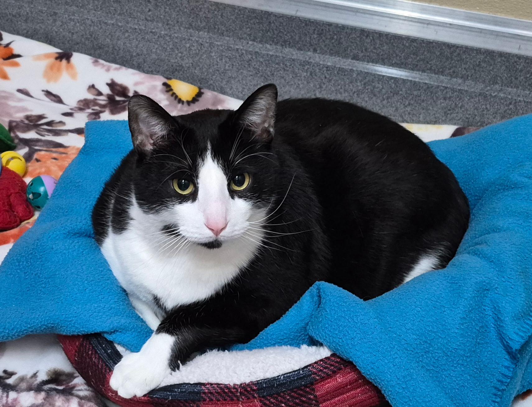 Domino - In Foster, a ADOPTABLE Domestic Short Hair in Tomah, WI image 2/2