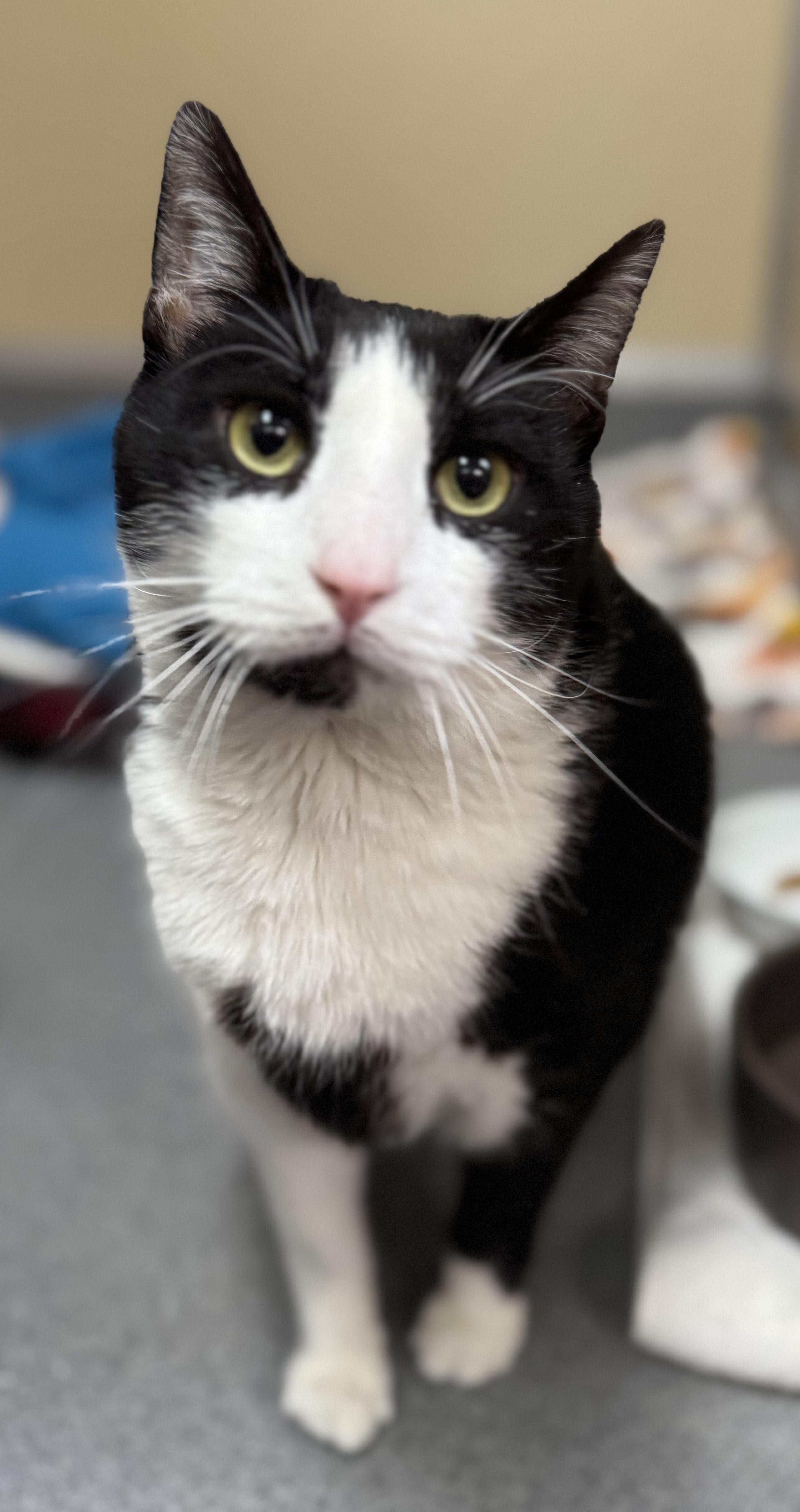 Domino - In Foster, ADOPTABLE, Adult Male Domestic Short Hair.