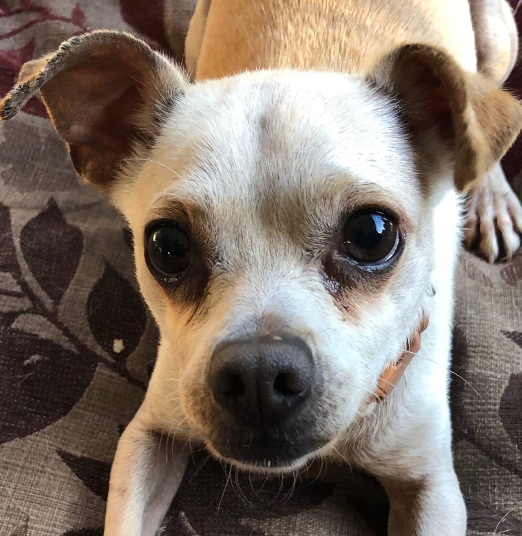 Enlarge Willis, a Adoptable Chihuahua in Lancaster, CA image 1/5