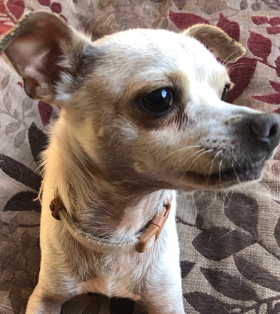 Enlarge Willis, a Adoptable Chihuahua in Lancaster, CA image 2/5