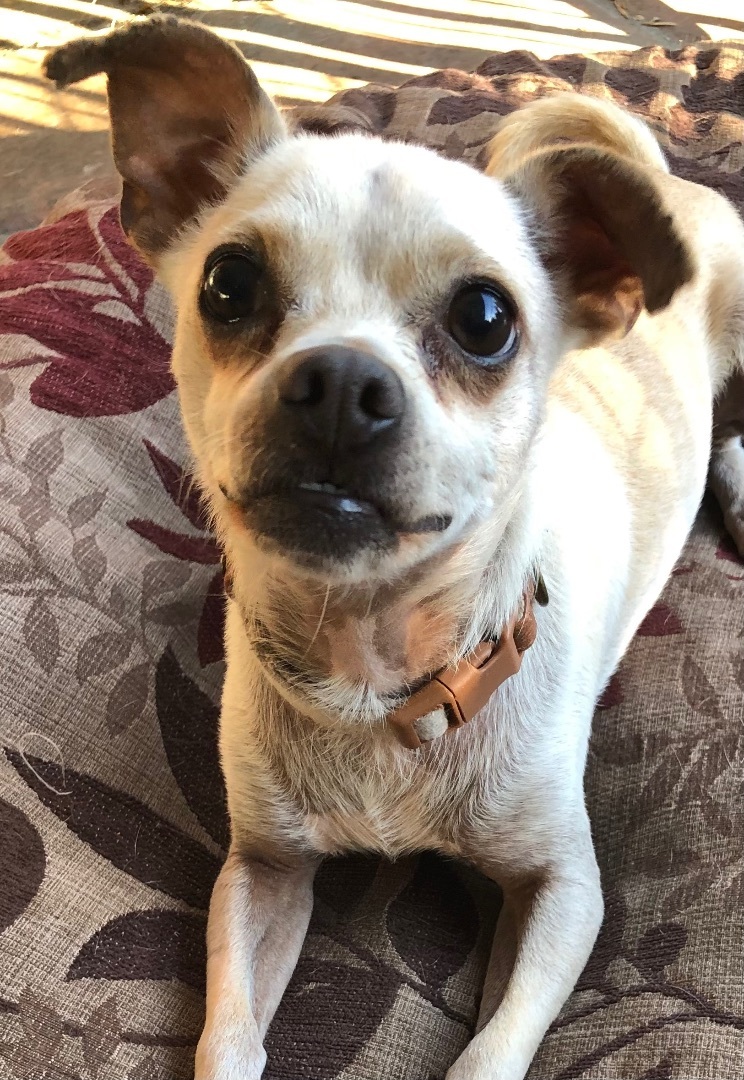 Enlarge Willis, a Adoptable Chihuahua in Lancaster, CA image 4/5