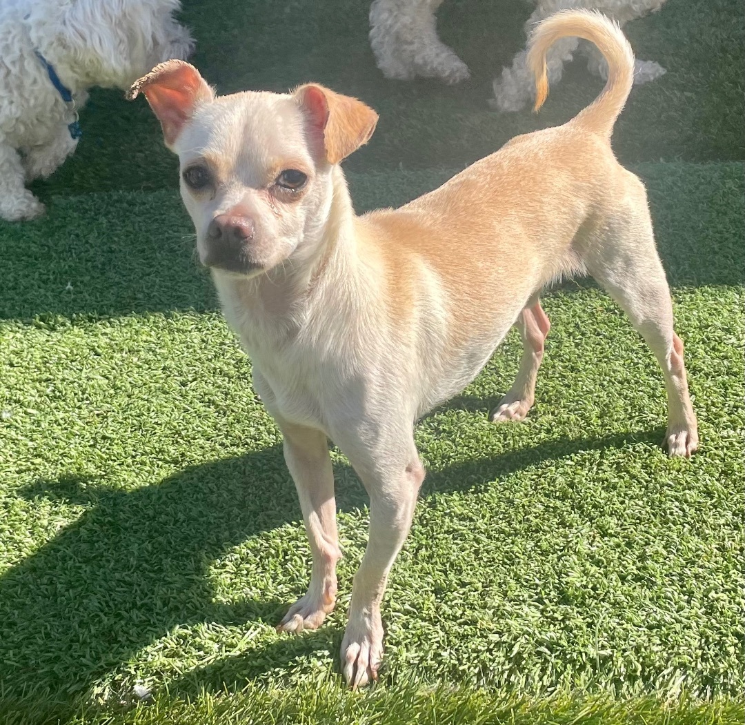 Enlarge Willis, a Adoptable Chihuahua in Lancaster, CA image 5/5