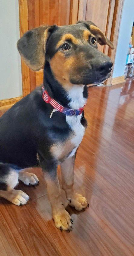 **DICE**, Adoptable, Young Female Shepherd.