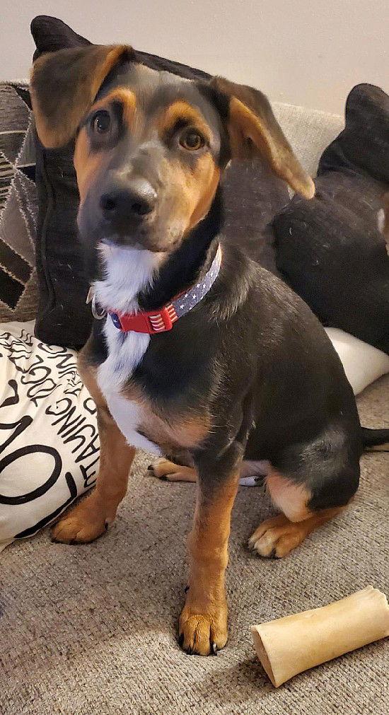 **DICE**, a Adoptable Shepherd in North Prairie, WI image 2/3