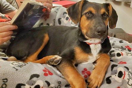 **DICE**, a Adoptable Shepherd in North Prairie, WI image 3/3