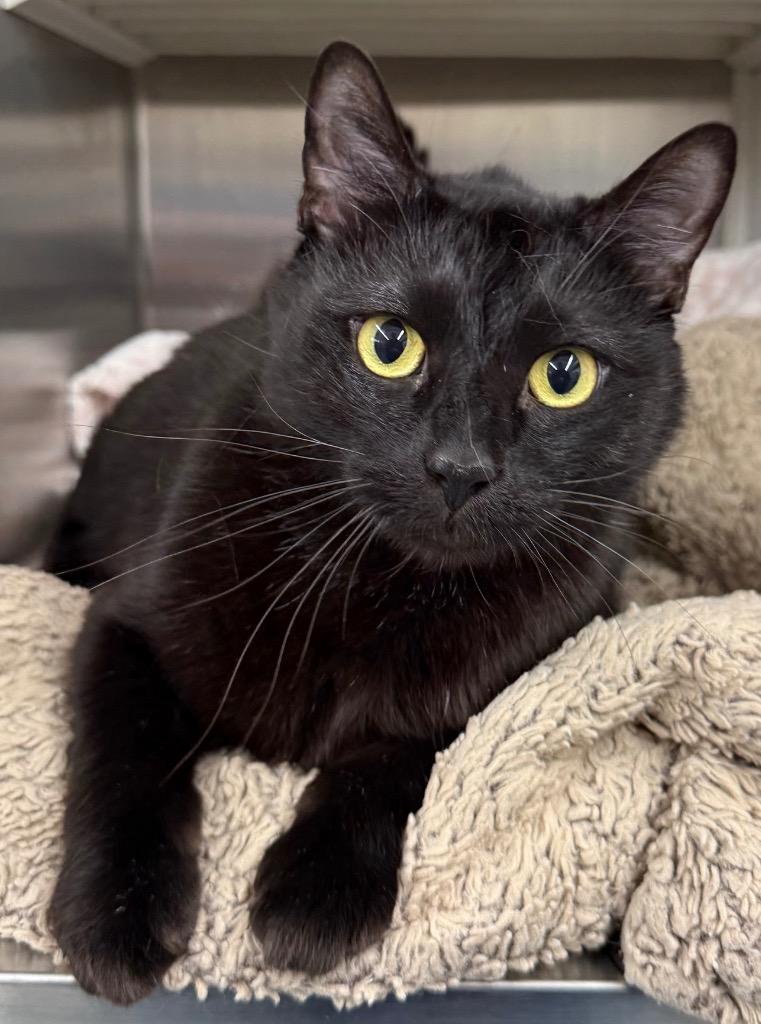 Fizz, Adoptable, Adult Male Domestic Short Hair.
