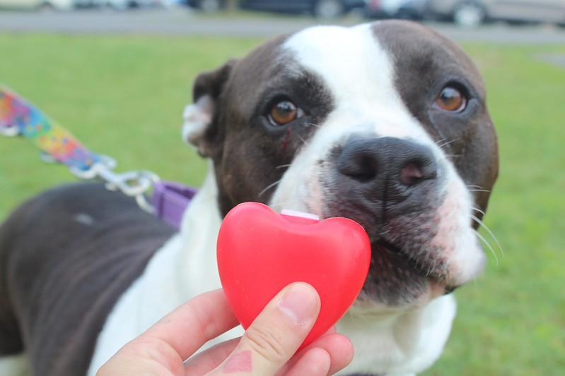 Snowball, a Adoptable mixed breed in Chester, PA image 1/6