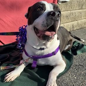 Snowball, Adoptable, Adult Female Mixed Breed.