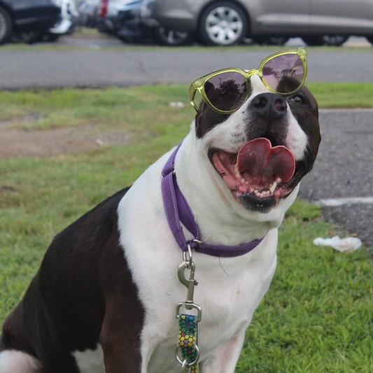 Snowball, a Adoptable mixed breed in Chester, PA image 2/6
