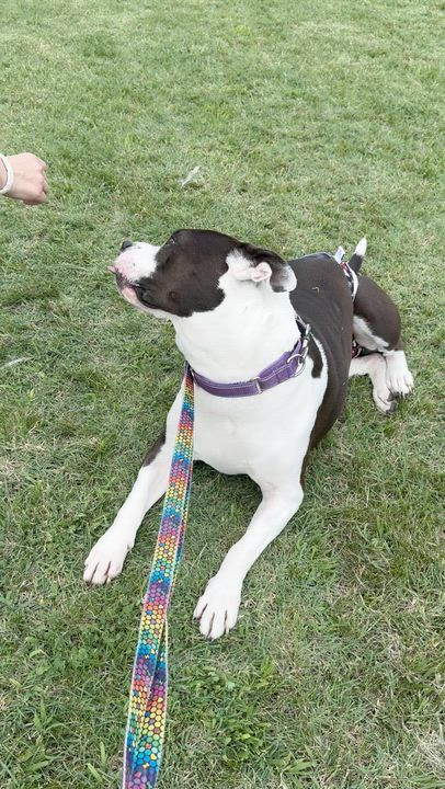 Enlarge Snowball, a Adoptable mixed breed in Chester, PA video 6/6