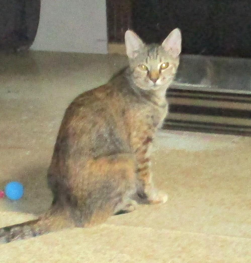 Enlarge COCO, a Adoptable Tortoiseshell in Troutman, NC image 2/6