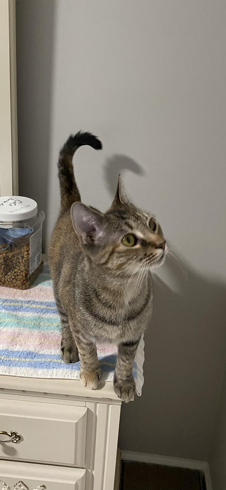 Enlarge COCO, a Adoptable Tortoiseshell in Troutman, NC image 5/6