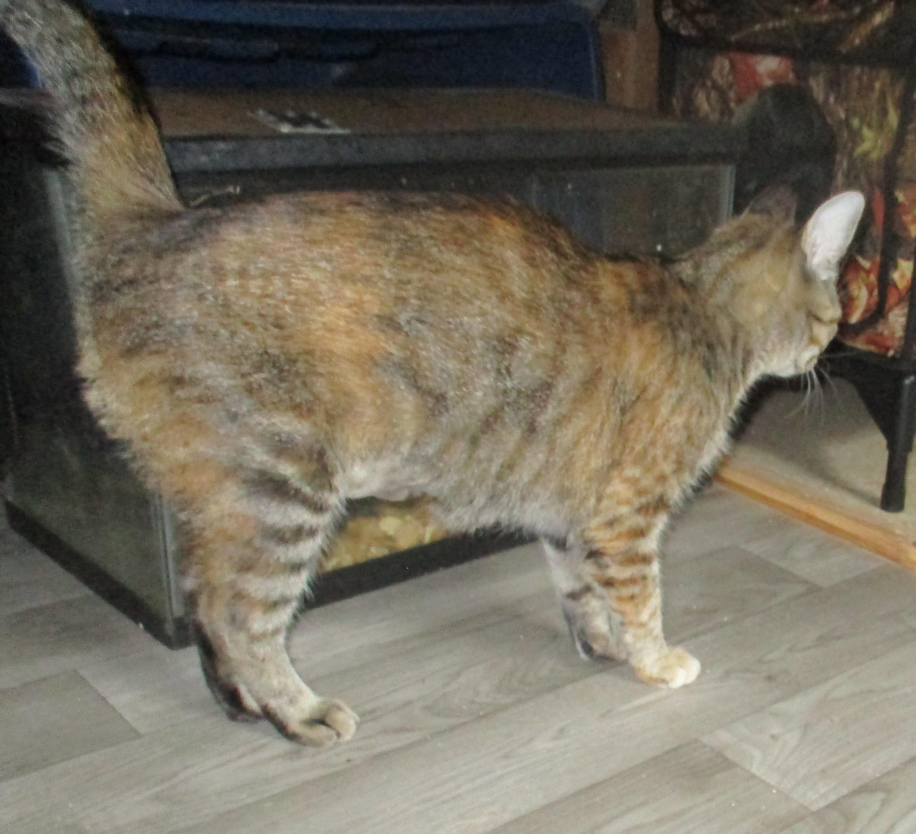 Enlarge COCO, a Adoptable Tortoiseshell in Troutman, NC image 4/6