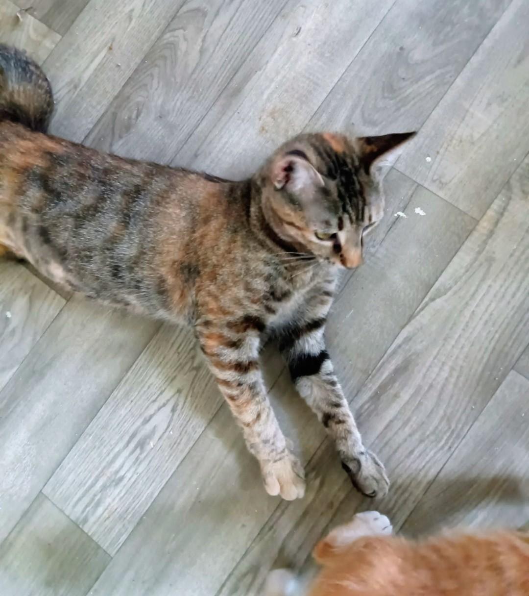 COCO, Adoptable, Young Female Tortoiseshell.