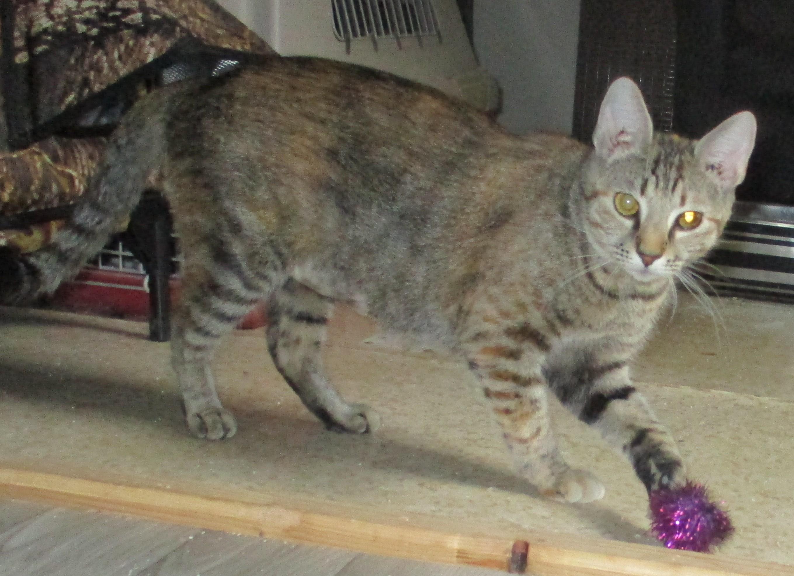 Enlarge COCO, a Adoptable Tortoiseshell in Troutman, NC image 3/6