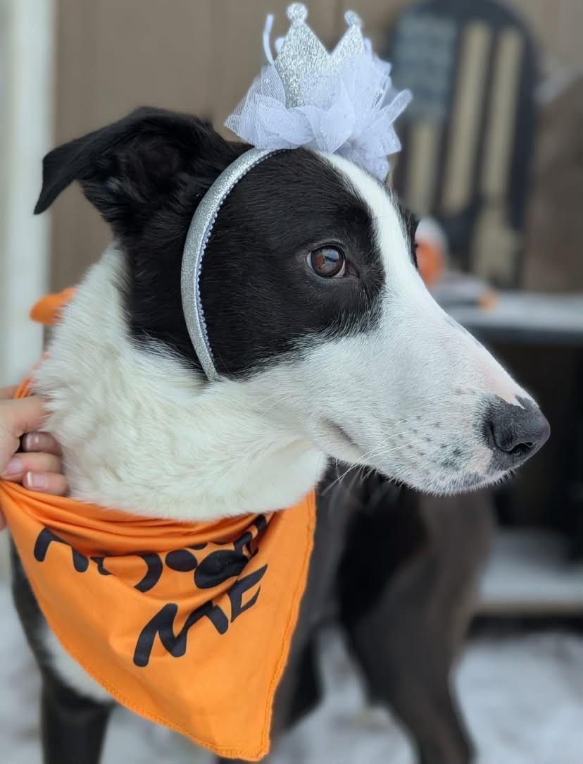 Dio, ADOPTABLE, Young Male Border Collie.