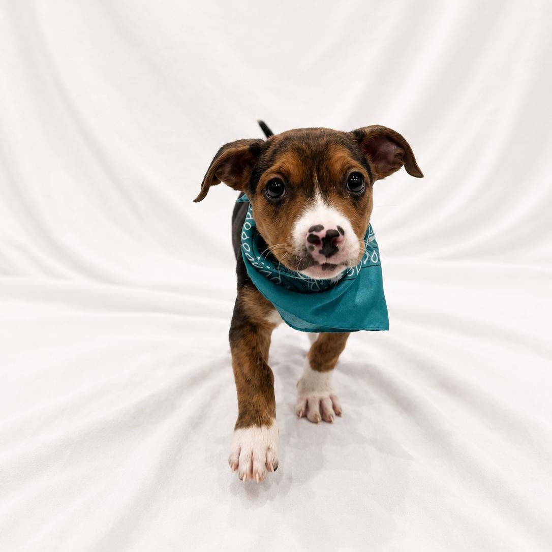 Marlena, Adoptable, Puppy Female Mixed Breed.