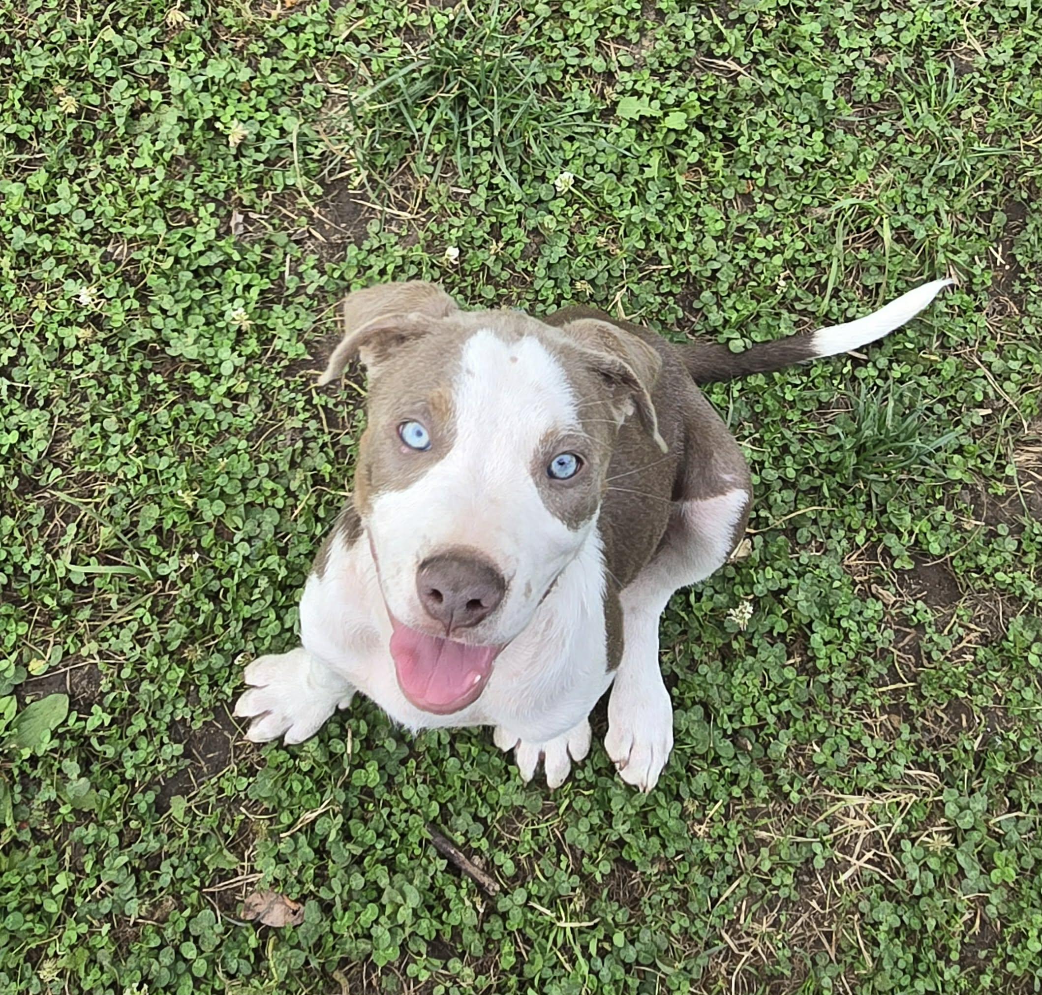 Scotch, adoptable, Puppy Male Pit Bull Terrier.