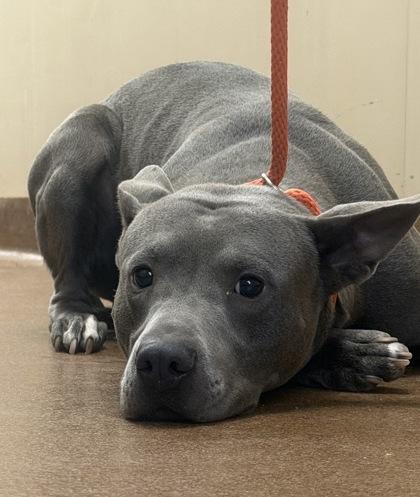 Enlarge Smiley, a Adoptable Pit Bull Terrier in Winfield, KS image 1/1