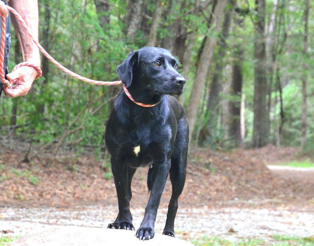Georgia, Adoptable, Adult Female Labrador Retriever.