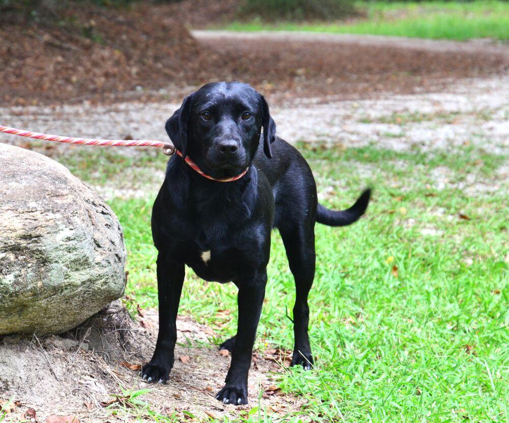 Enlarge Georgia, a Adoptable mixed breed in Willingboro, NJ image 2/6