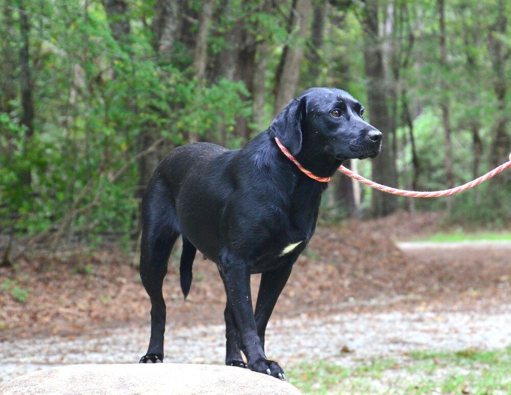 Enlarge Georgia, a Adoptable mixed breed in Willingboro, NJ image 3/6