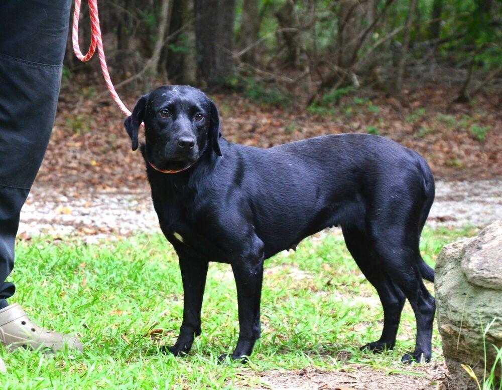 Enlarge Georgia, a Adoptable mixed breed in Willingboro, NJ image 4/6