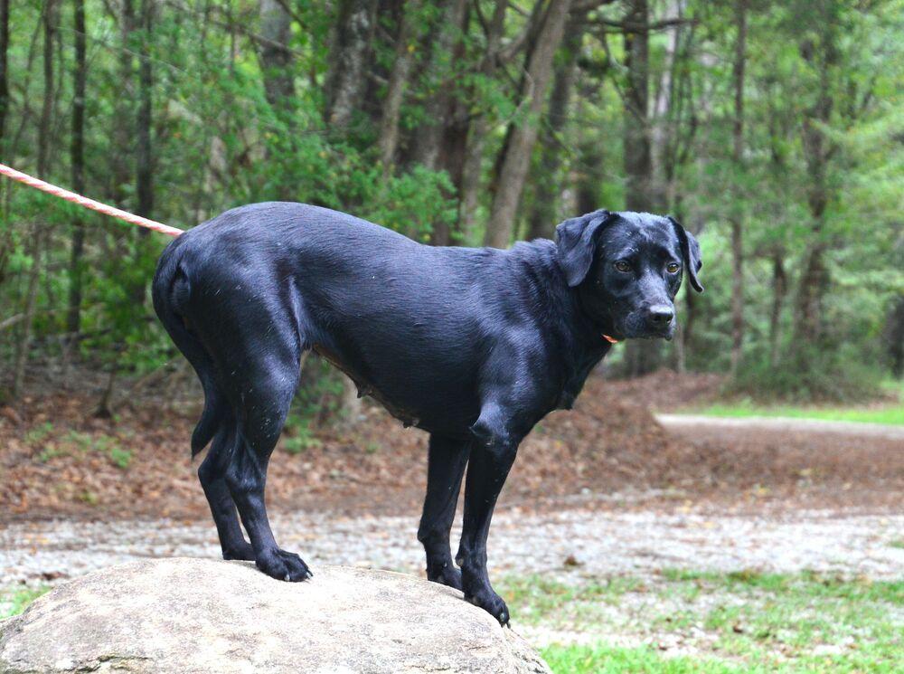 Enlarge Georgia, a Adoptable mixed breed in Willingboro, NJ image 5/6
