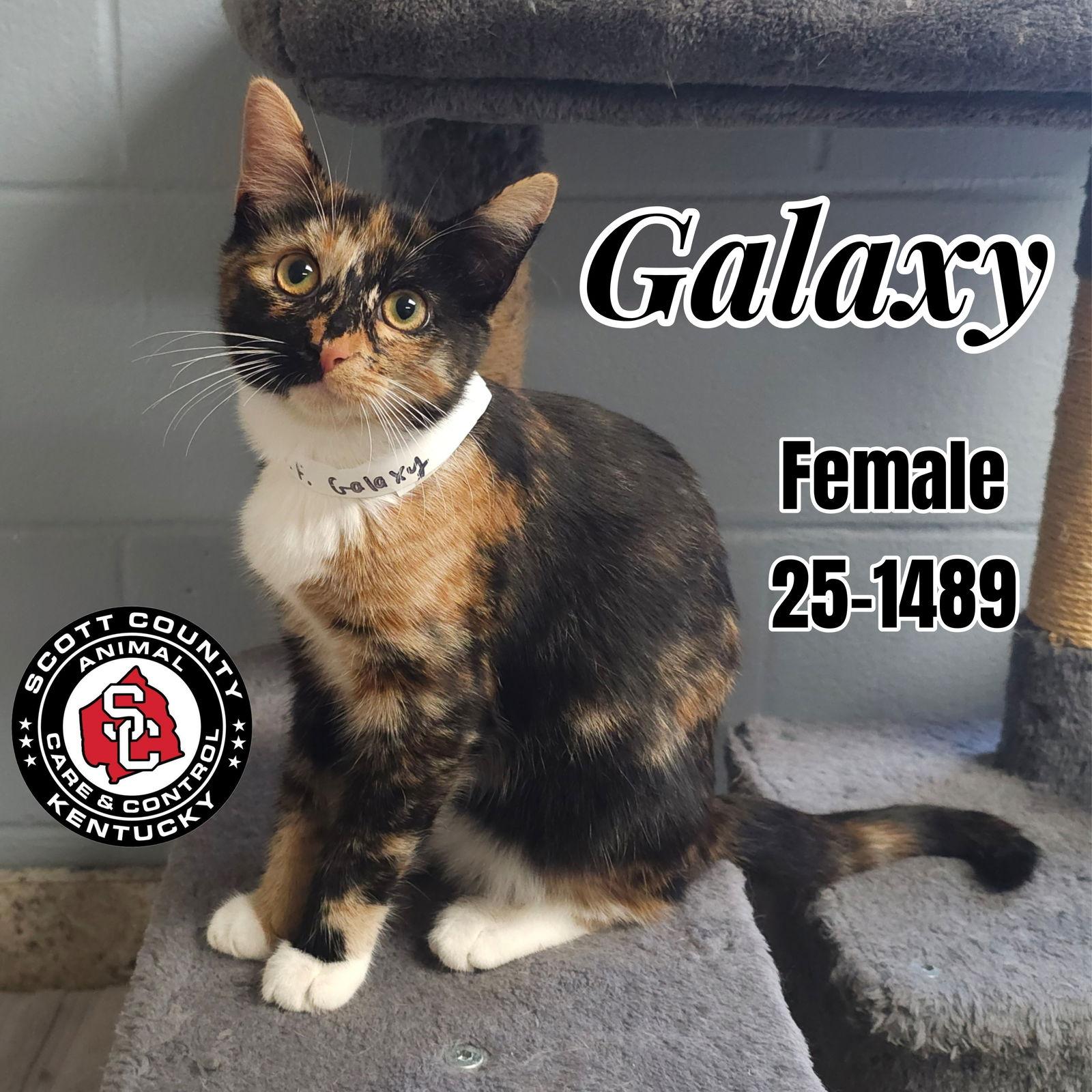Galaxy, Adoptable, Young Female Calico.