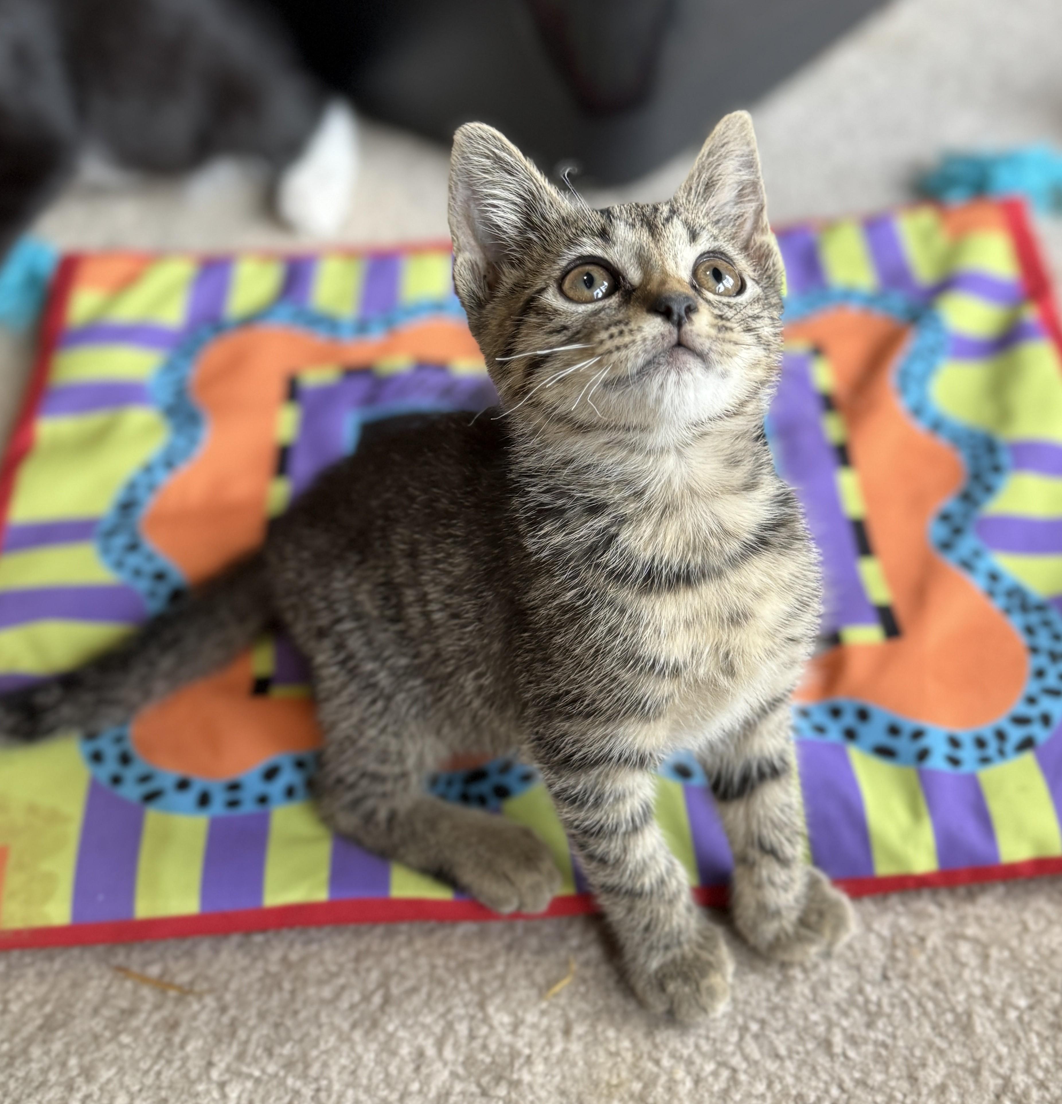 Bristol, Adoptable, Young Female Domestic Short Hair.