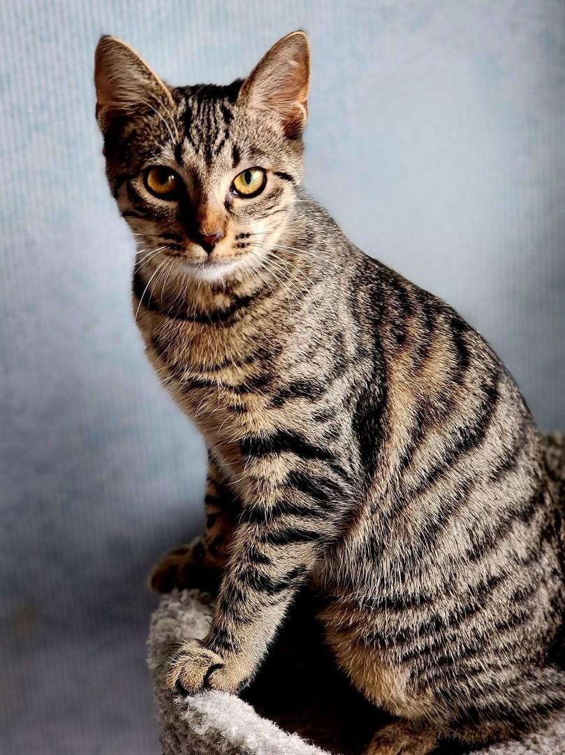 Bristol, Adoptable, Young Female Domestic Short Hair.