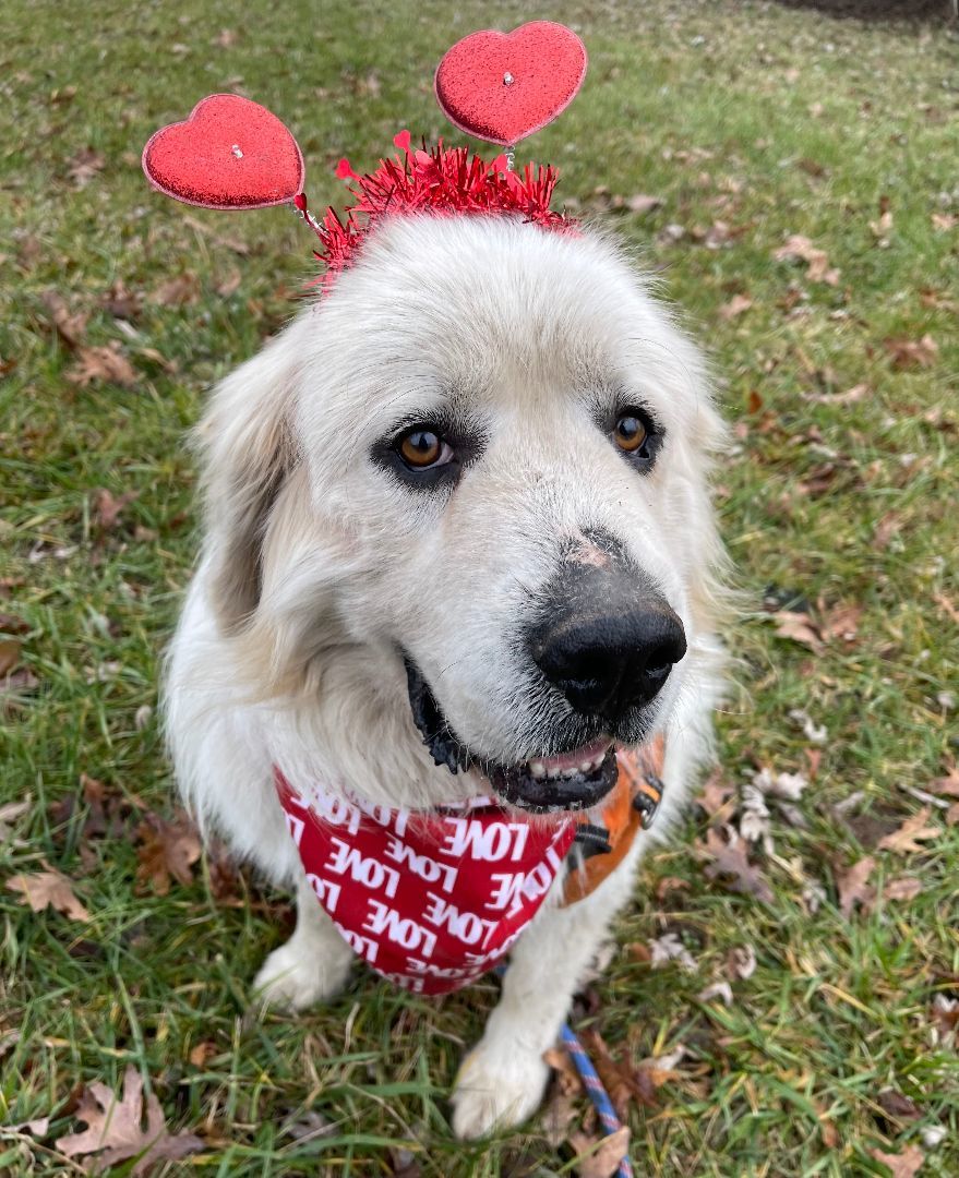 Sirius - Beautiful Boy -Needs Foster, a Adoptable Great Pyrenees in Indianapolis, IN image 1/6