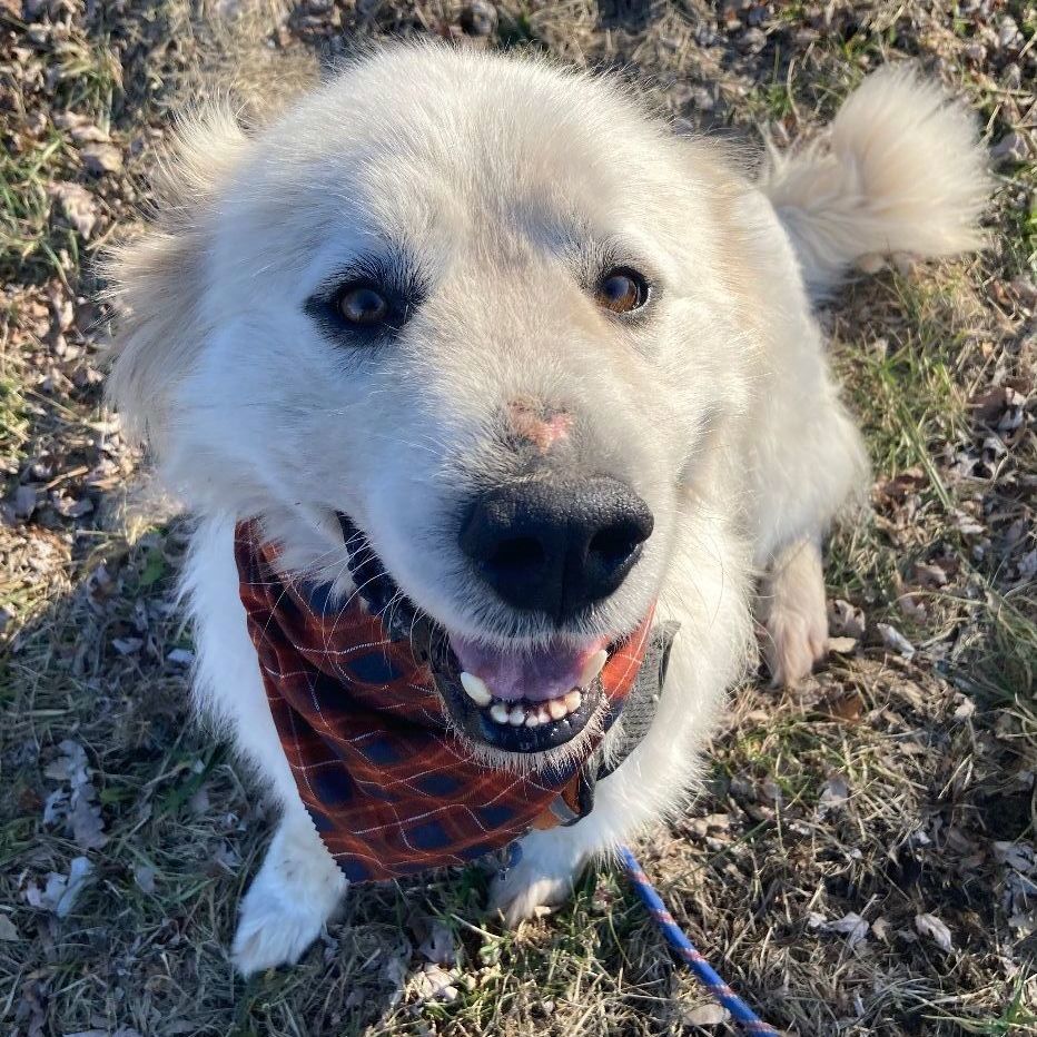 Sirius - Beautiful Boy -Needs Foster, a Adoptable Great Pyrenees in Indianapolis, IN image 2/6