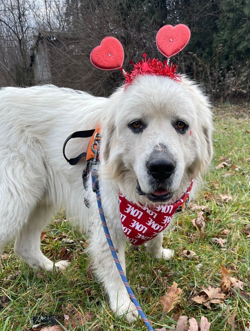 Sirius - Beautiful Boy -Needs Foster, a Adoptable Great Pyrenees in Indianapolis, IN image 3/6